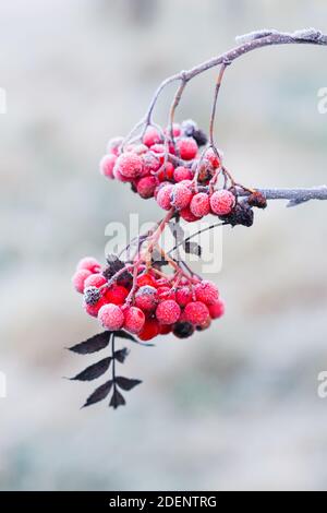 Baies d'arbre rowan rouge vif sur un beau jour d'hiver Banque D'Images