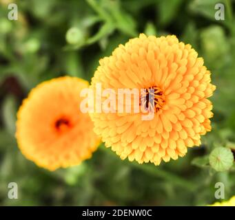 fleur de calendula jaune avec fond vert Banque D'Images