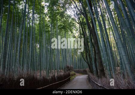 Arashiyama Bamboo Grove à Kyoto, Japon. Banque D'Images