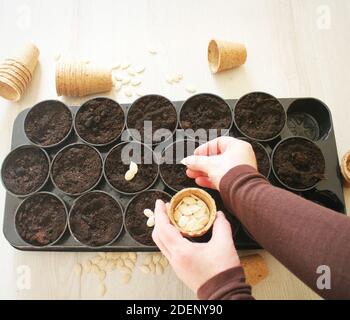 Les mains des femmes plantent des graines dans des pots. Vue de dessus . Banque D'Images