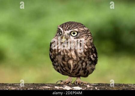 petit hibou orienté vers l'avant avec de beaux yeux jaune vif. Banque D'Images