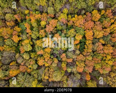 Vue aérienne depuis un drone au-dessus de la forêt avec des arbres aux couleurs de l'automne. Banque D'Images