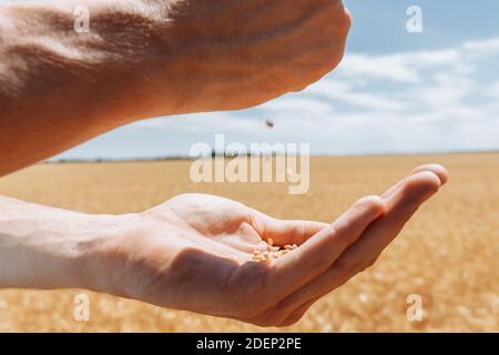 Fermez à la main, versez les grains de blé de la main à la main Banque D'Images