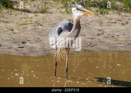 Grand héron bleu avalant un poisson. Banque D'Images