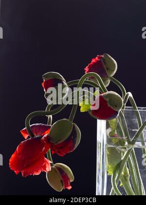 un bouquet de coquelicots rouges dans un vase en verre transparent sur fond sombre. Banque D'Images
