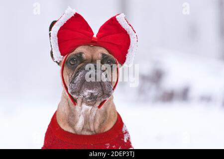 Fauve French Bulldog portant un chandail rouge et un ruban de Noël tête devant un fond de neige flou Banque D'Images