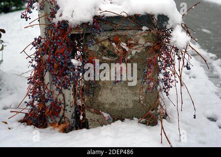 Pylône de jardin en ciment avec de la neige sur le dessus et sous. L'ivie de Boston, en latin Parthenocissus tricuspidata, pousse verticalement le long du mur. Banque D'Images