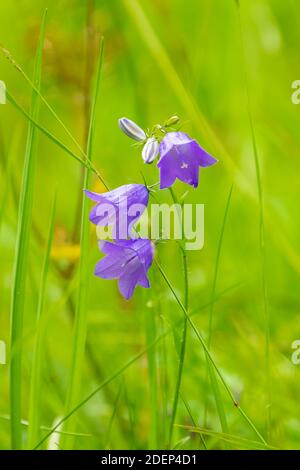 Campanula au printemps, belle fleur bleue Banque D'Images