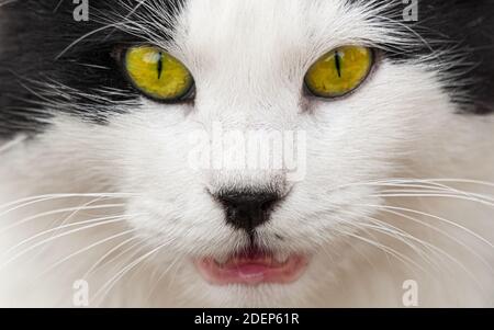 Nez de chat Tuxedo. Gros plan et vue de face floue. Banque D'Images