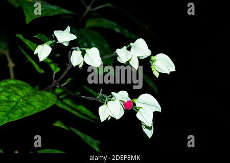 Cœur saignant Gloriblorybower ou Clerodendrum thomsoniae Banque D'Images