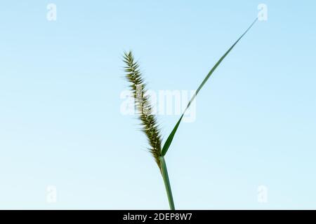 Pétales de fleur d'herbe comme tant de laine ou de fourrure sur un arrière-plan magnifique Banque D'Images