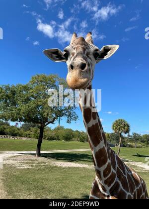 Un gros plan d'une girafe dans un zoo qui attend que les visiteurs lui nourrissent de la laitue. Banque D'Images