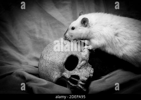 Animal de compagnie rat jouant près de vieux crâne humain décalé comme le concept de la peste Banque D'Images