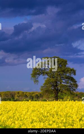 Grand arbre sur champ de colza en fleur sous ciel nuageux intense. Le colza est également connu sous le nom de canola ou de moutarde Banque D'Images