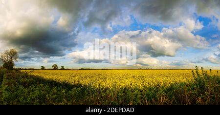 Panorama du champ de colza en fleurs sous un ciel majestueux. Le colza est également connu sous le nom de canola ou de moutarde Banque D'Images