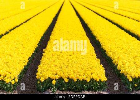 Nombre infini de tulipes jaunes en Hollande, pays-Bas. Mise au point sur le premier plan pour un arrière-plan fluide et non focaré, parfait pour le texte et c Banque D'Images