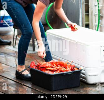 Les homards sont cueillis dans une glacière pour faire des petits pains de homard dans un restaurant du Maine. Banque D'Images