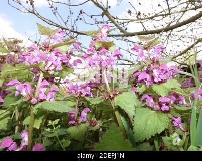 Gefleckte Taubnesel (Lamium maculatum), Weilerswist, Nordrhein-Westfalen, Allemagne Banque D'Images