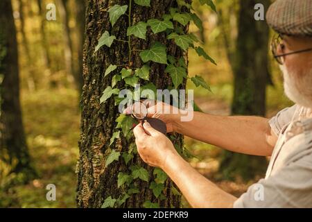 Ancien homme scientifique. Grand-père barbu en forêt. Curiosité à la botanique. Détective picky dans la forêt. Explorez la nature. Retraité avec loupe explorant f Banque D'Images