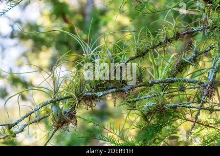 Beaucoup de petites usines d'air (Tillandsia) croissant sur une branche d'arbre de cyprès - Davie, Floride, États-Unis Banque D'Images
