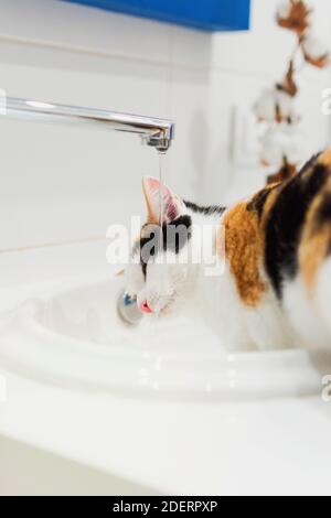 Petit tricolore court-circuitheet l'eau potable de kitten provenant du robinet de l'évier dans un bain léger. Le chat cesse de soif d'eau. Bannière sur la vue avant des animaux de compagnie Banque D'Images