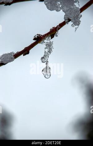 branche de glace - icule de neige gelée accrochée à un branche d'arbre Banque D'Images