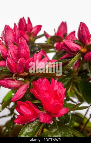 Azalea, Fönsterazalea (Rhododendron simsii) Banque D'Images