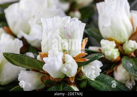 Azalea, Fönsterazalea (Rhododendron simsii) Banque D'Images