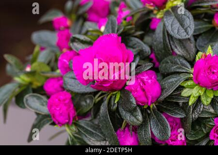 Azalea, Fönsterazalea (Rhododendron simsii) Banque D'Images