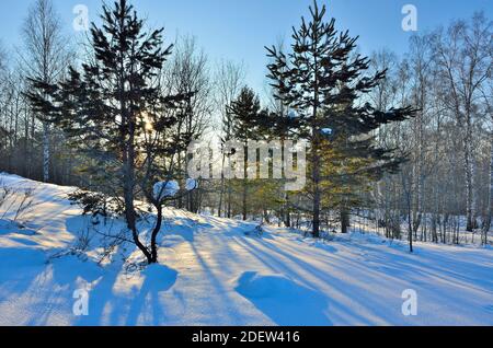 Soleil d'hiver ou coucher de soleil paysage dans la forêt, le soleil traverse les aiguilles vertes sur les branches de pin blanc pur neige et ciel bleu. Banque D'Images