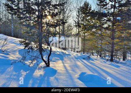 Soleil d'hiver ou coucher de soleil paysage dans la forêt, le soleil traverse les aiguilles vertes sur les branches de pin blanc pur neige et ciel bleu. Gagnez Banque D'Images