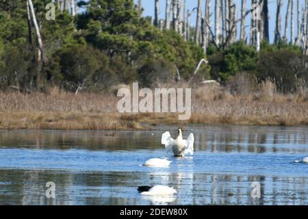 Toundra Cygne dans l'eau qui floque ses ailes à Assateague va Banque D'Images