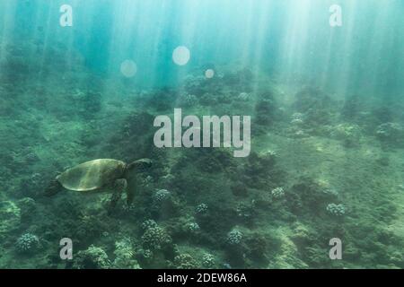 La tortue de mer nage au-dessus des coraux sur le fond de l'océan de hawaï Banque D'Images