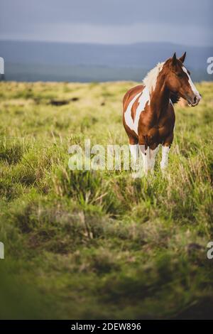 des chevaux à pois bruns et blancs se trouvent dans un champ herbacé jour sombre Banque D'Images