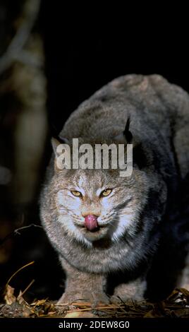 Lynx du Canada (Lynx canadensis) Lécher son nez - captif - NW Montana Banque D'Images