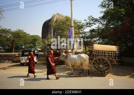 Des boeufs énormes attendent devant le temple pour transporter des gens. Banque D'Images