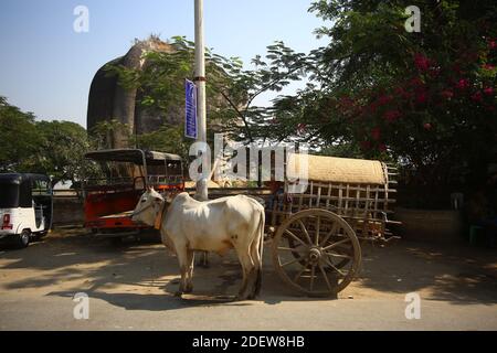 Des boeufs énormes attendent devant le temple pour transporter des gens. Banque D'Images