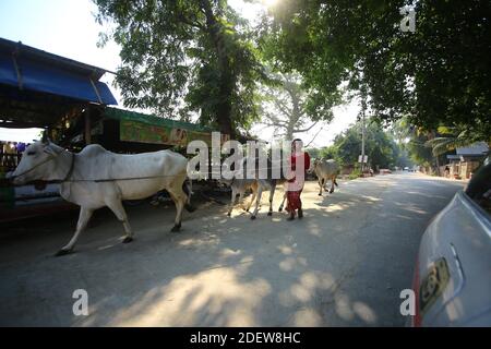 Des boeufs énormes attendent devant le temple pour transporter des gens. Banque D'Images