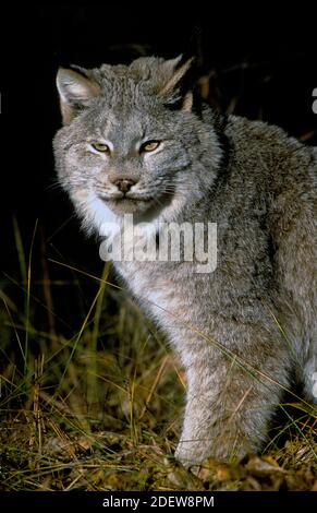 Lynx du Canada (Lynx canadensis) - captif - Montana du Nord-Ouest Banque D'Images