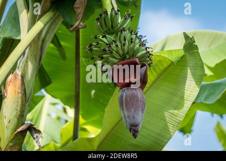 Grappe de bananes et de fleurs de bananes accrochées à l'arbre, Hsipaw, Myanmar Banque D'Images