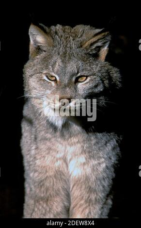 Lynx du Canada (Lynx canadensis) - captif - Montana du Nord-Ouest Banque D'Images