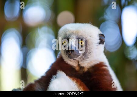 Le Coquerel Sifaka dans son environnement naturel dans un parc national sur l'île de Madagascar. Banque D'Images