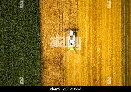 Une moissonneuse-batteuse moderne travaillant sur un champ de blé, vue aérienne. Paysage de campagne Banque D'Images