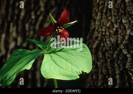 Trillium violet (Trillium erectum) Banque D'Images