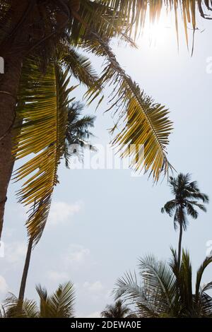 cocotiers se déroulant dans le vent contre la lumière du soleil Banque D'Images