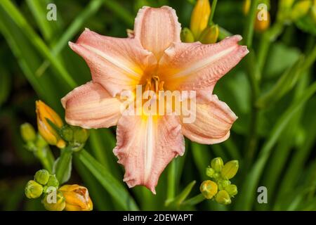 'Luxury Lace' hémérocalle, Daglilja (Hemerocallis) Banque D'Images