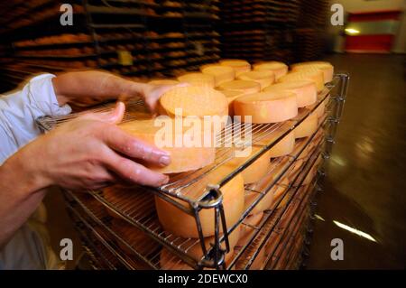 contrôle de la qualité dans le processus de maturation du fromage dans l'industrie production alimentaire Banque D'Images