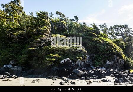 Le vent a balayé les arbres au-dessus de MacKenzie Beach près de Tofino, en Colombie-Britannique, au Canada. Banque D'Images