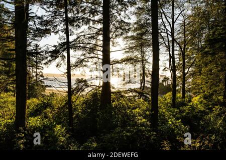 Vue de la forêt vers Tonquin Beach près de Tofino, BC, Canada. Banque D'Images