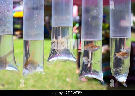 Poisson aquarium en paquet à vendre. Vendre des poissons d'aquarium. Poisson comme animal de compagnie. Poisson vivant dans un sac en plastique. Boutique de l'aquarium à l'extérieur. Vendre l'animal sur le marché Banque D'Images